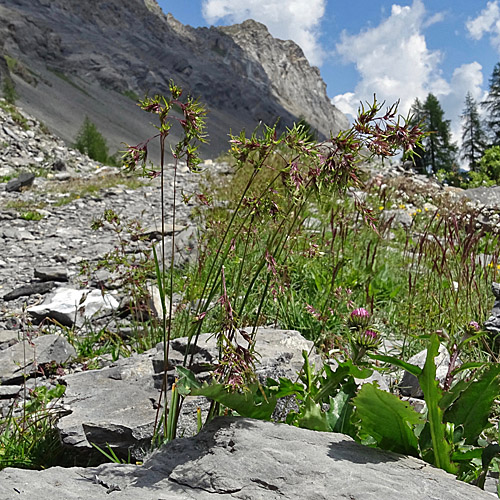 Alpen-Rispengras / Poa alpina