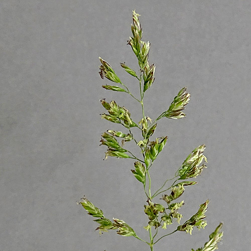 Schmalblättriges Wiesen-Rispengras / Poa angustifolia