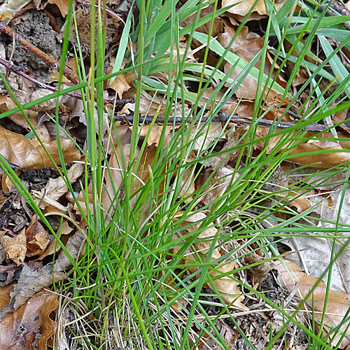 Schmalblättriges Wiesen-Rispengras / Poa angustifolia