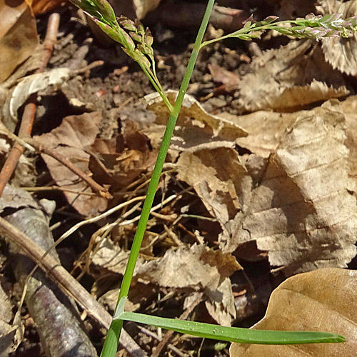 Einjähriges Rispengras / Poa annua