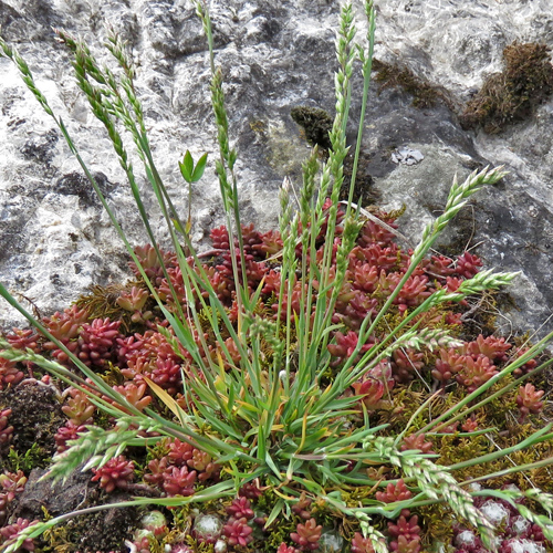 Gewöhnliches Badener Rispengras / Poa badensis