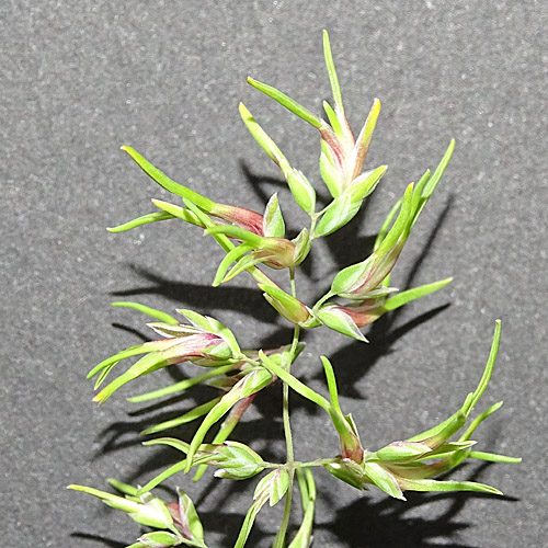 Knolliges Rispengras / Poa bulbosa