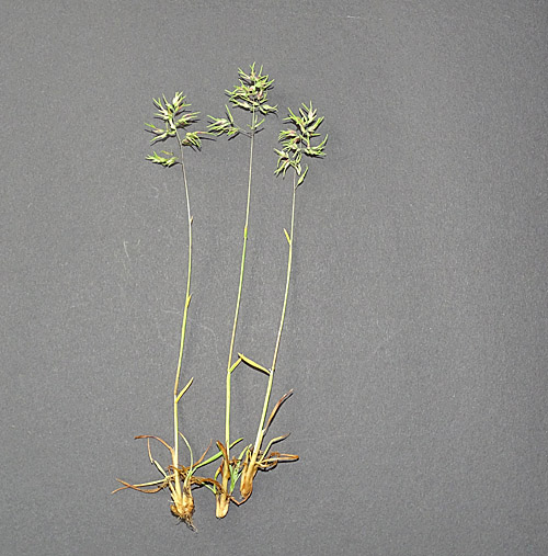 Knolliges Rispengras / Poa bulbosa