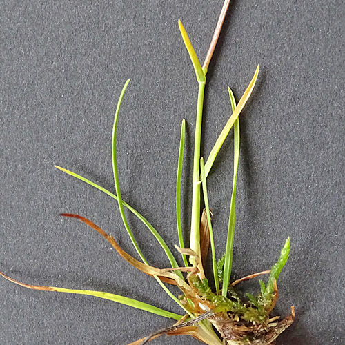 Knolliges Rispengras / Poa bulbosa