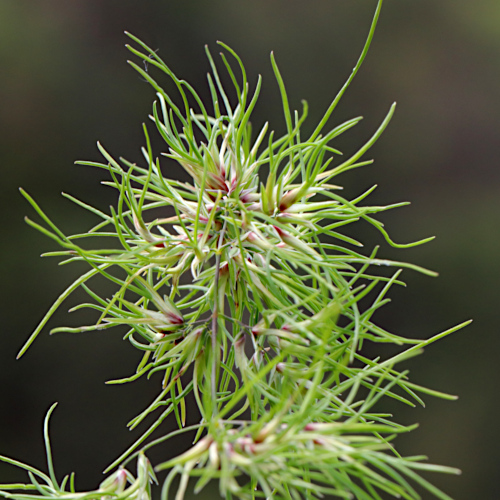 Knolliges Rispengras / Poa bulbosa