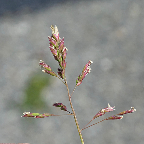 Platthalm-Rispengras / Poa compressa