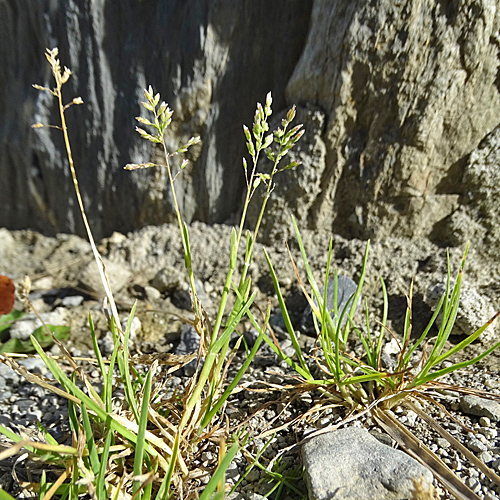 Platthalm-Rispengras / Poa compressa