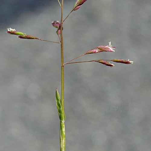 Platthalm-Rispengras / Poa compressa