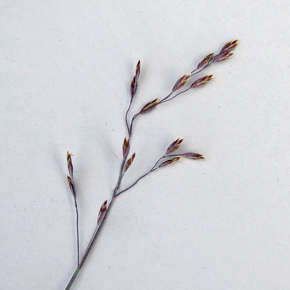 Blaugrünes Rispengras / Poa glauca