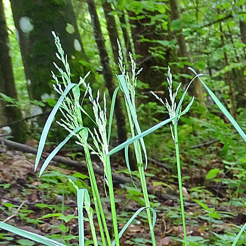 Hain-Rispengras / Poa nemoralis