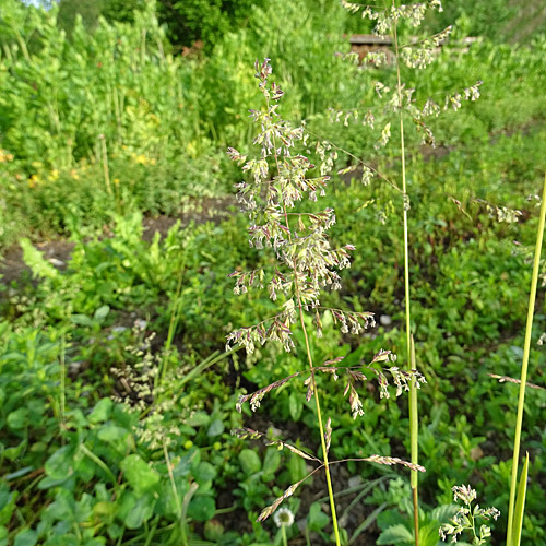 Gewöhnliches Rispengras / Poa trivialis