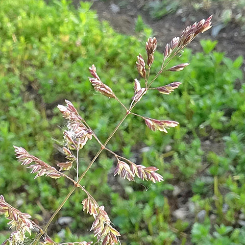 Gewöhnliches Rispengras / Poa trivialis