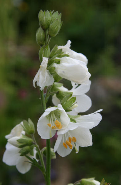 Himmelsleiter / Polemonium caeruleum