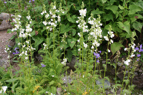 Himmelsleiter / Polemonium caeruleum