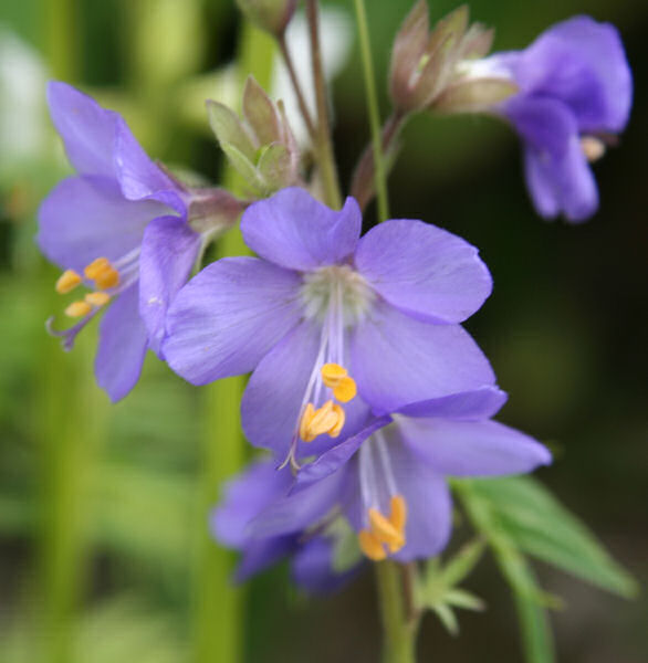 Himmelsleiter / Polemonium caeruleum