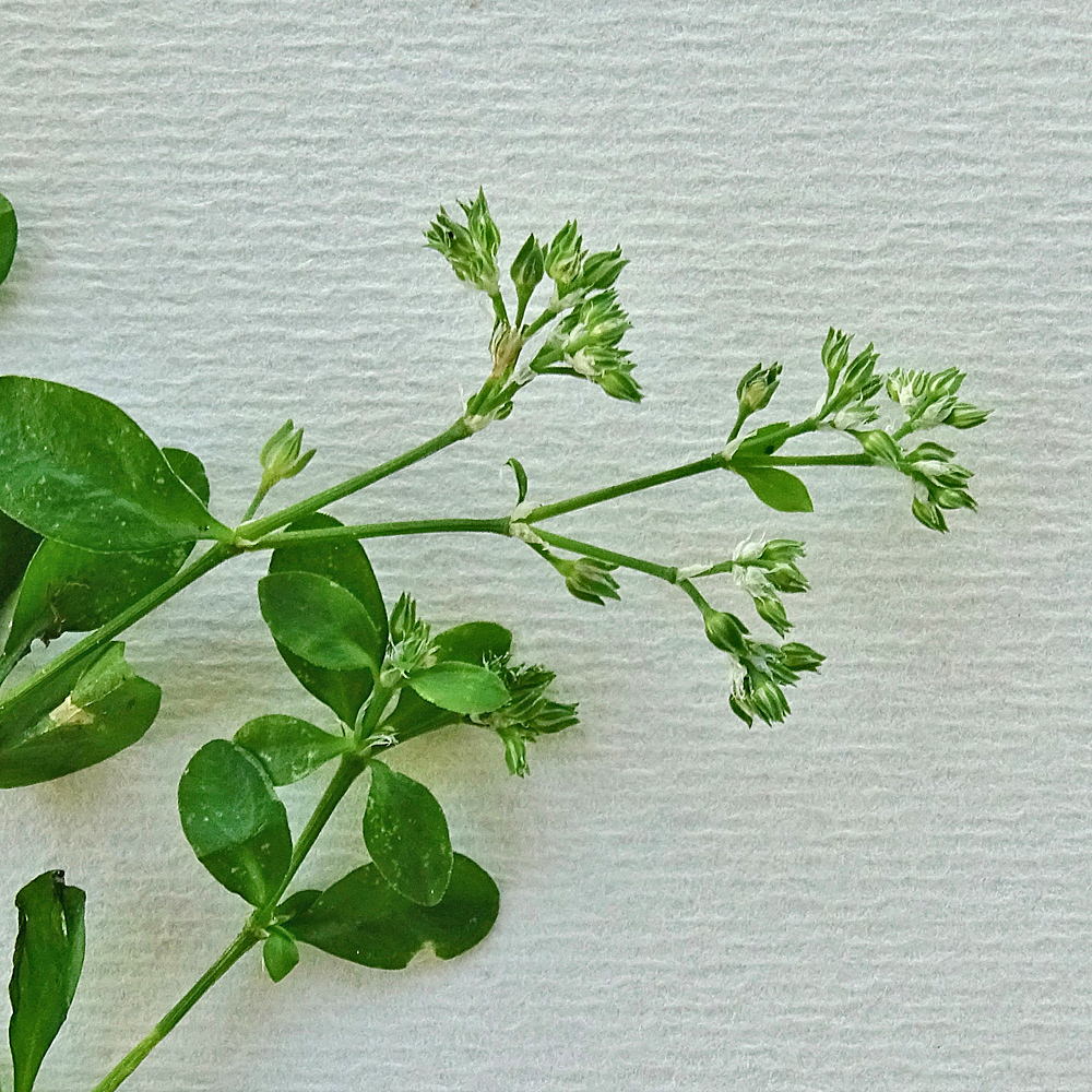 Vierblättriges Nagelkraut / Polycarpon tetraphyllum