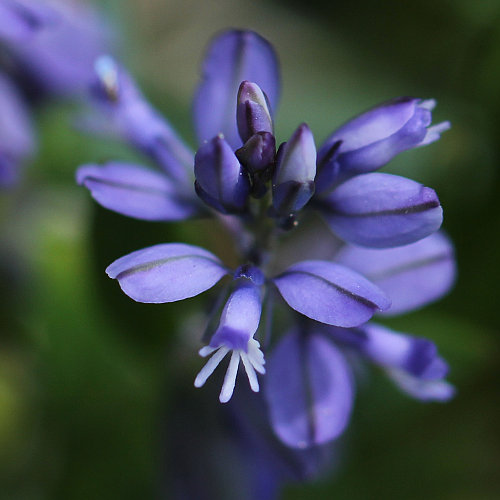 Voralpen-Kreuzblume / Polygala alpestris