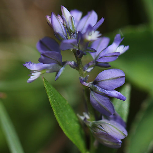 Voralpen-Kreuzblume / Polygala alpestris