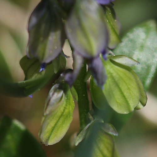 Voralpen-Kreuzblume / Polygala alpestris