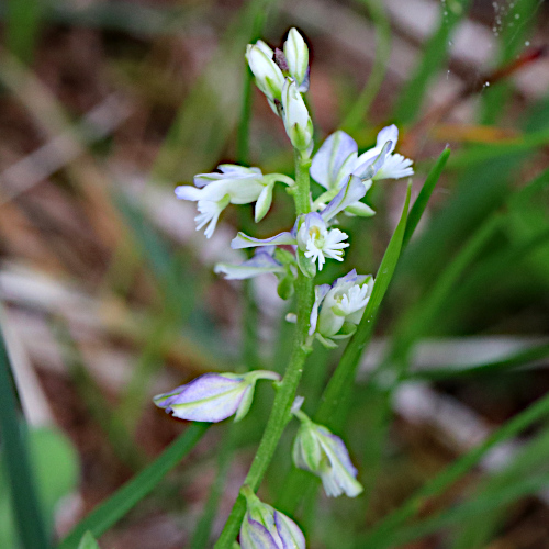 Voralpen-Kreuzblume / Polygala alpestris