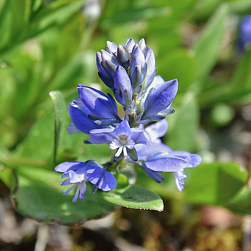 Voralpen-Kreuzblume / Polygala alpestris