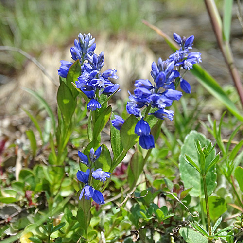 Voralpen-Kreuzblume / Polygala alpestris