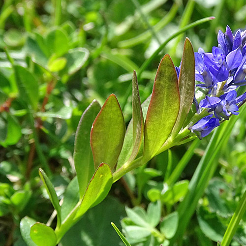 Voralpen-Kreuzblume / Polygala alpestris