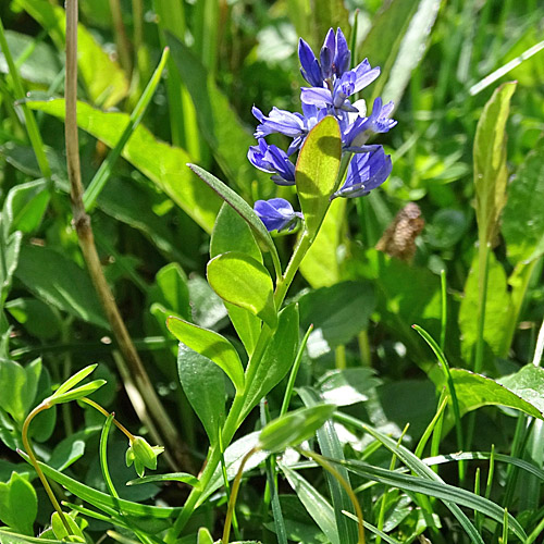 Voralpen-Kreuzblume / Polygala alpestris