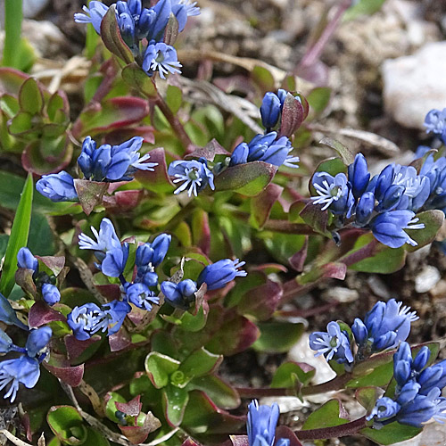 Alpen-Kreuzblume / Polygala alpina