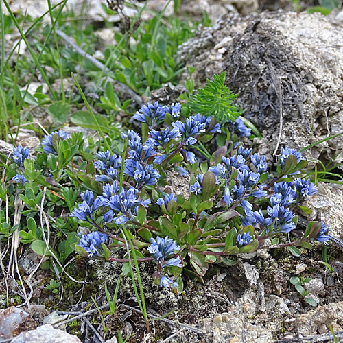 Alpen-Kreuzblume / Polygala alpina