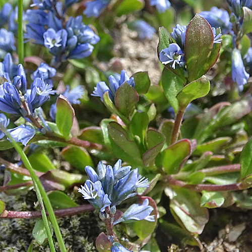 Alpen-Kreuzblume / Polygala alpina