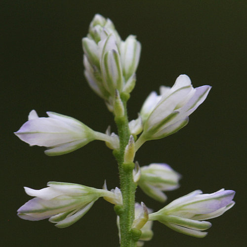 Sumpf-Kreuzblume / Polygala amarella