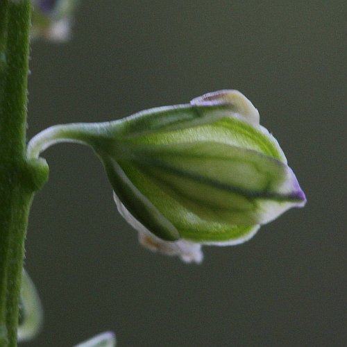 Sumpf-Kreuzblume / Polygala amarella