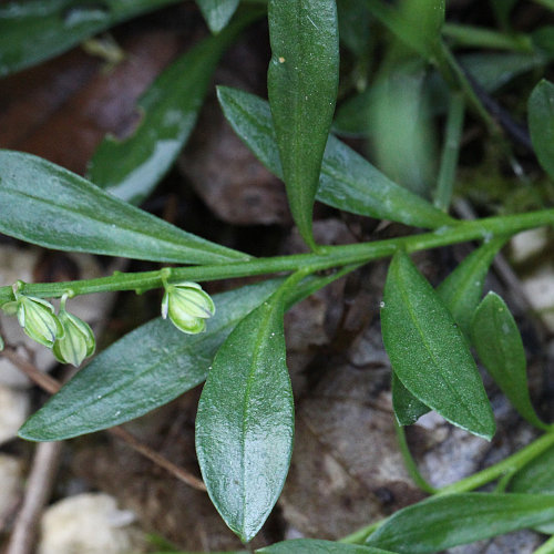 Sumpf-Kreuzblume / Polygala amarella