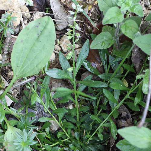 Sumpf-Kreuzblume / Polygala amarella