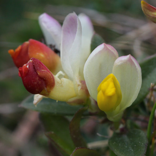 Buchsblättrige Kreuzblume / Polygala chamaebuxus