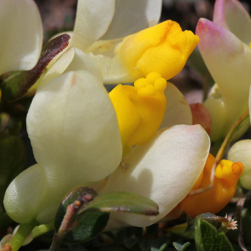 Buchsblättrige Kreuzblume / Polygala chamaebuxus