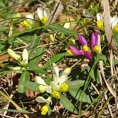 Buchsblättrige Kreuzblume / Polygala chamaebuxus