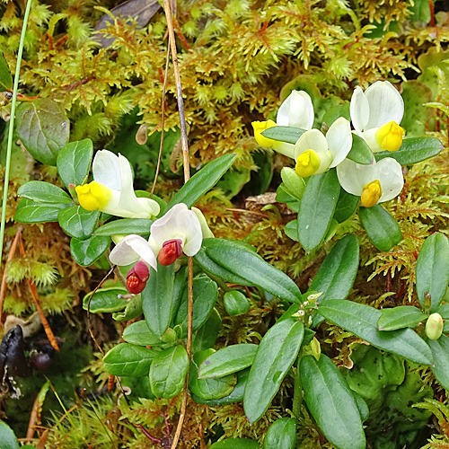 Buchsblättrige Kreuzblume / Polygala chamaebuxus