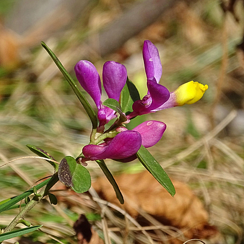 Buchsblättrige Kreuzblume / Polygala chamaebuxus