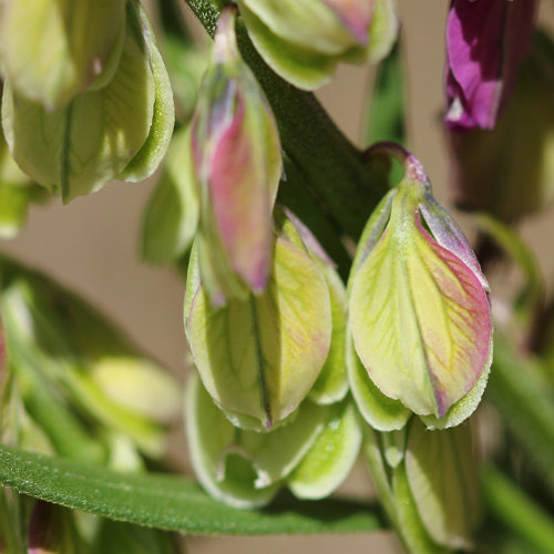 Schopfige Kreuzblume / Polygala comosa