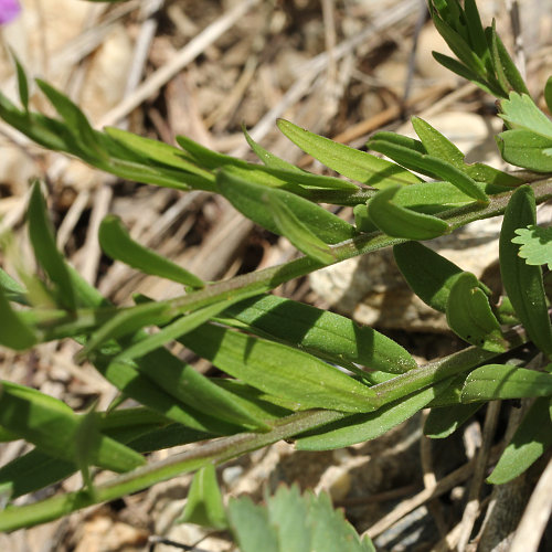 Schopfige Kreuzblume / Polygala comosa