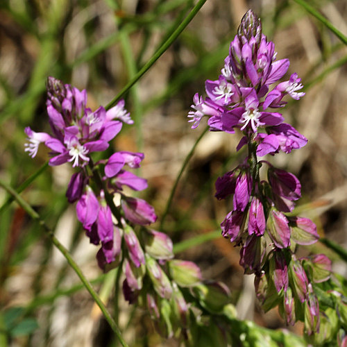 Schopfige Kreuzblume / Polygala comosa