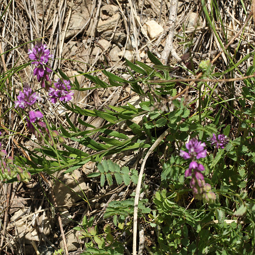 Schopfige Kreuzblume / Polygala comosa