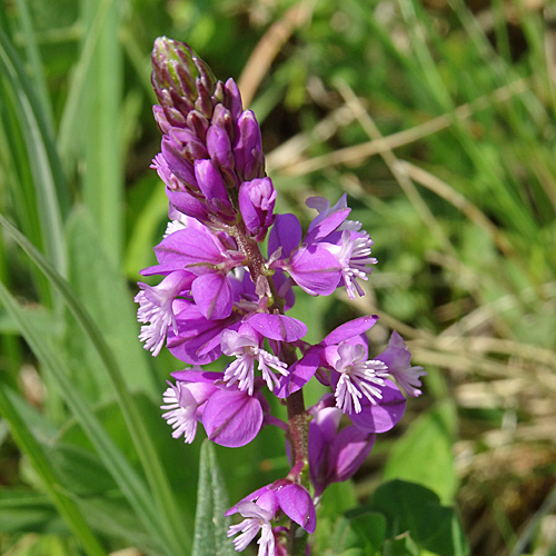 Schopfige Kreuzblume / Polygala comosa