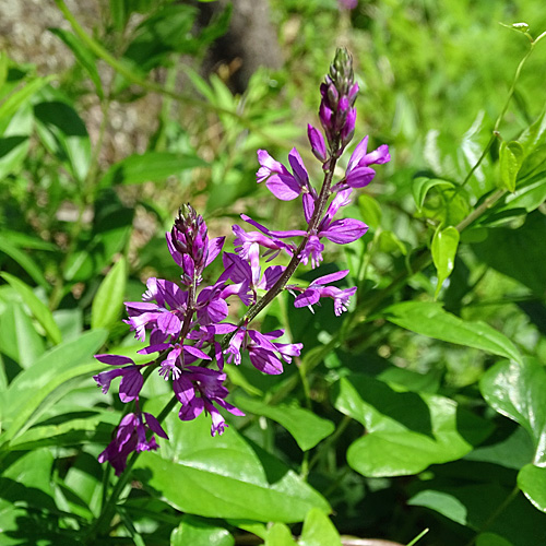 Südalpen-Kreuzblume / Polygala pedemontana