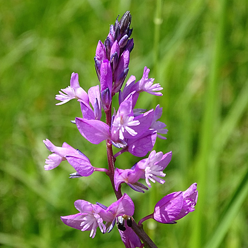 Südalpen-Kreuzblume / Polygala pedemontana