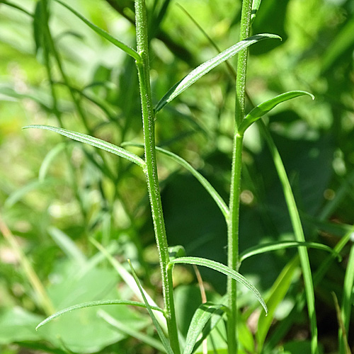 Südalpen-Kreuzblume / Polygala pedemontana