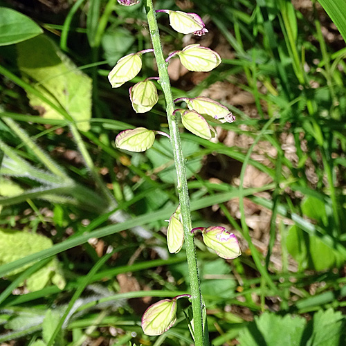 Südalpen-Kreuzblume / Polygala pedemontana