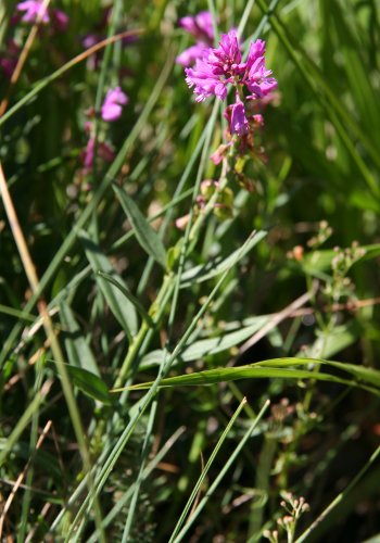 Gewöhnliche Wiesen-Kreuzblume / Polygala vulgaris